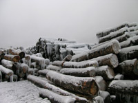 birdseye maple logs