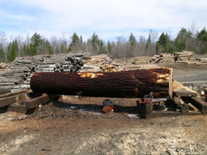 Pine log